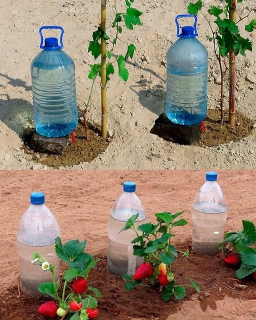 Como Regar as Plantas por um Mês Sem Custos: Guia Completo! - Receita Completa