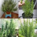 Alecrim: O Truque Para Cultivar e Perfumar Sua Casa Facilmente - Receita Completa
