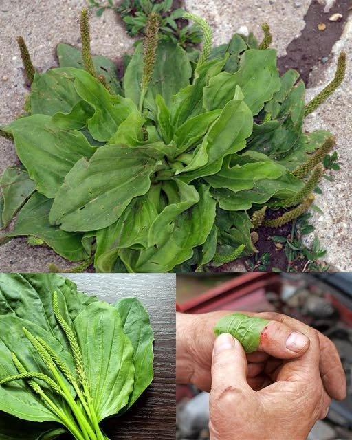 O Poder Oculto de Plantago Major: A Maravilha Despretensiosa da Natureza - Receita Completa