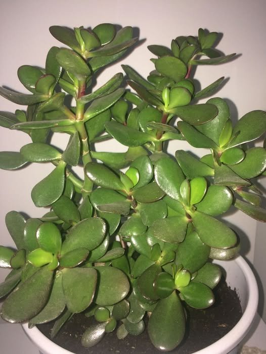 Esta Planta Encherá a Sua Casa de Prosperidade! - Receita Completa