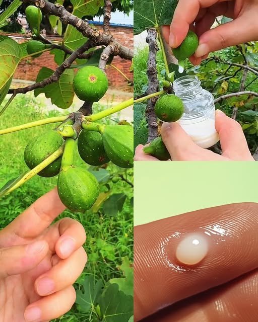 A Seiva de Figo Vale Literalmente Ouro: Descubra Seus Benefícios Ocultos! - Receita Completa