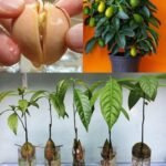 Como Plantar Abacate em Casa: Um Guia Passo a Passo para Cultivar sua Própria Árvore - Receita Completa