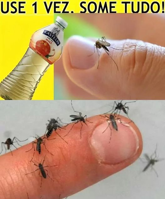 Dicas Caseiras Para Eliminar Pernilongos Usando Produtos que Você Tem - Receita Completa