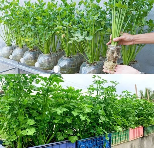 Como Cultivar Salsinha em Casa - Receita Completa