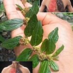 Descubra a Folha do Quintal: Um Verdadeiro Tesouro Natural - Receita Completa