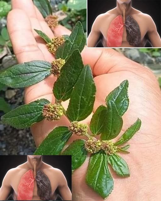Descubra a Folha do Quintal: Um Verdadeiro Tesouro Natural - Receita Completa