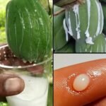 Seiva de Mamão: O Ouro Branco da Natureza que Você Precisa Conhecer! - Receita Completa