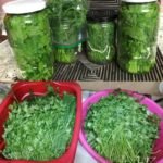 Assim que se Guarda a Salsa - Receita Completa