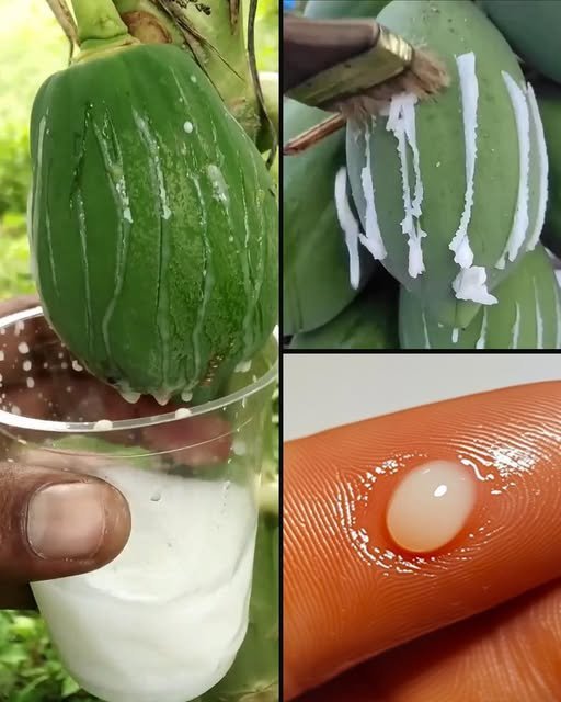 Todo mundo adora mamão, mas a maioria das pessoas não faz ideia que a seiva vale ouro - Receita Completa