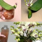 Como Fazer sua Orquídea Florescer Rápido com um Método Natural - Receita Completa