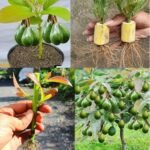 Cultivando um Abacate: O Melhor Truque Para Fazer o Caroço Brotar Rápido! - Receita Completa