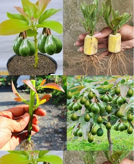 Cultivando um Abacate: O Melhor Truque Para Fazer o Caroço Brotar Rápido! - Receita Completa